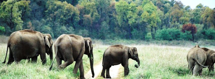 991/Clarks Inn Corbett Resort & Spa - Jim Corbett National Park 09.jpg